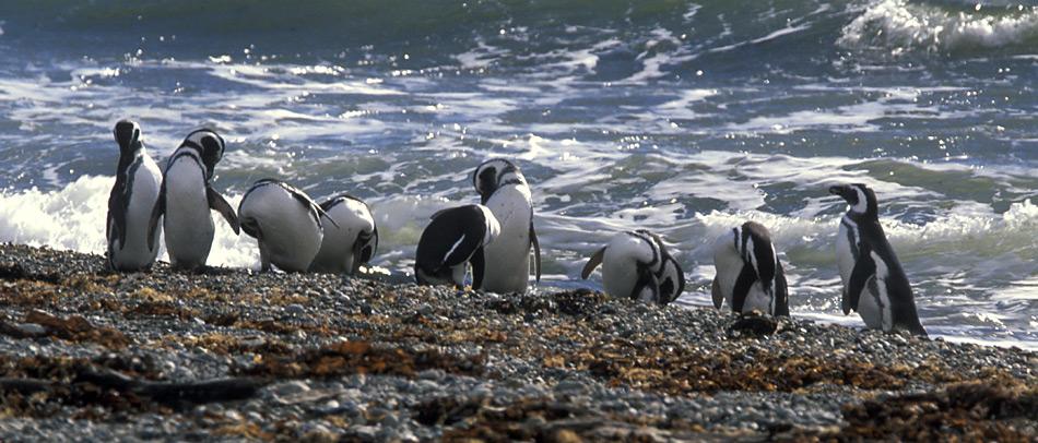 Magellan-Pinguine ernähren sich hauptsächlich von Kalmaren, Fischen, verschiedenen Krebstieren und von Krill. Zur Nahrungssuche gehen sie für gewöhnlich in grösseren Gruppen. Sie sind sehr gute Taucher und Schwimmer. Die Jagd findet in Wassertiefen bis etwa 50 Meter Tiefe statt.