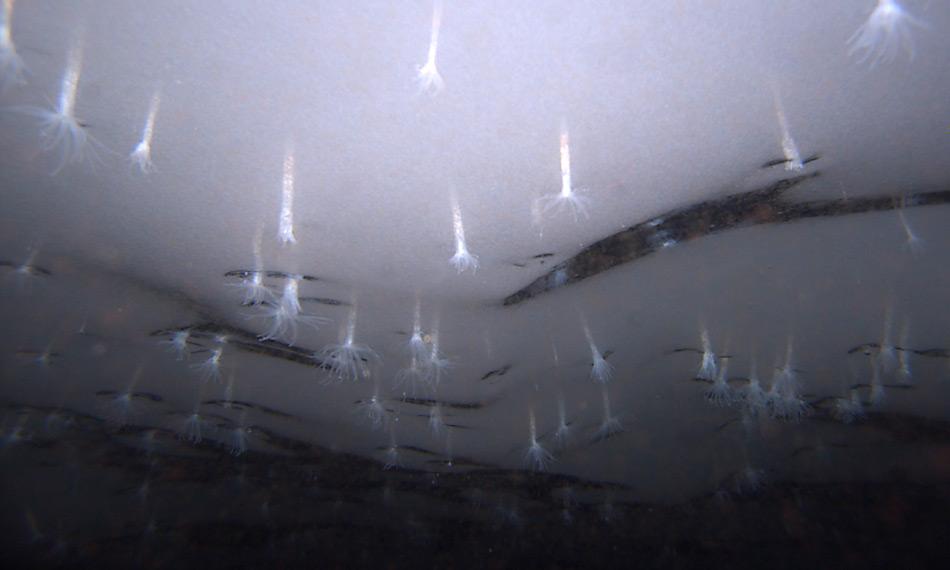 Seeanemonen (Edwardsiella andrillae) hängen in beinahe 300 Meter Tiefe am Eis des Rossmeerschelfes wie kleine Lampen. © Frank Rack, University of Nebraska - Lincoln