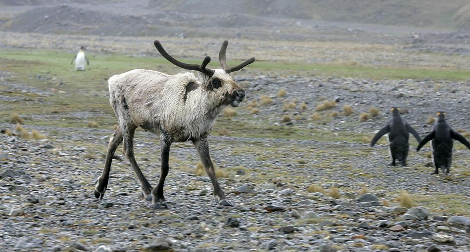 Für Skandinavien-Fans eher ungewöhnlich: Pinguine und Rentiere, auf South Georgia bis vor kurzem alltäglich.