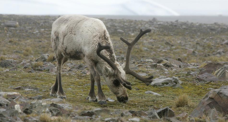 Die Rentiere hatten eine zerstörerische Wirkung auf die einheimische Vegetation und dadurch auch auf die einheimische Meeresvogelwelt.