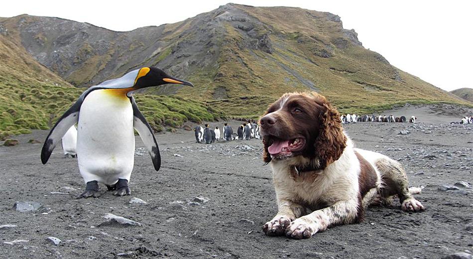 Selten Bekanntschaft: Der Jagdhund Tama wird von einem «echten Bewohner» von Macquarie Island bestaunt.