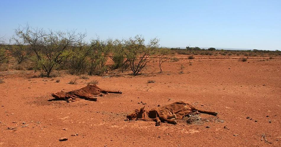 Keine guten Aussichten für die Bauern in Australien; wenn es nach den Hervorsagen der Wissenschaft geht gehört dieses Bild schon bald zum Alltag.