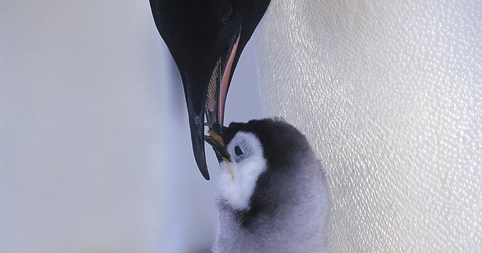 Kaiserpinguine brüten auf dem Meereis. Ausserdem liefert das Meereis die Grundlage für die Nahrungsketten und somit Futter für die Küken.