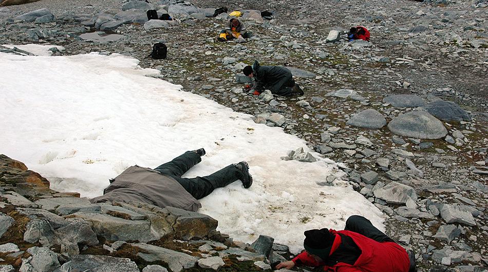 Mitglieder des wissenschaftlichen Teams auf der Suche nach Larven der endemischen Mücke «Belgica Antarctica» in der Nähe der amerikanischen Palmer Station. Foto: Peter Rejcek, NSF