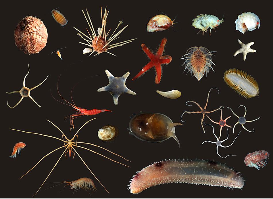 Eine Auswahl Antarktischer Bodenlebewesen, die während einer Expedition ins Weddellmeer gefunden wurden. Zu sehen sind Seeigel, Seesterne, Schlangensterne, Seegurken, Mollusken, Krebse und Würmer. Fotos: Camille Moreau & Huw Griffiths, BAS