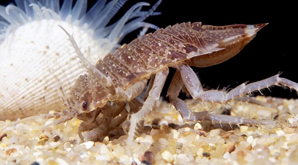 Die Riesenassel Glyptonotus «antarcticus». Foto: Christoph Held, AWI