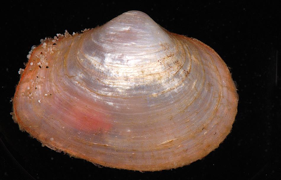 Eine antarktische Muschelart (Poromya adelaidis) mit einer Kalkschale, die durch Meeresübersäuerung beeinflusst wird. Foto: NIWA, IPY-CAML