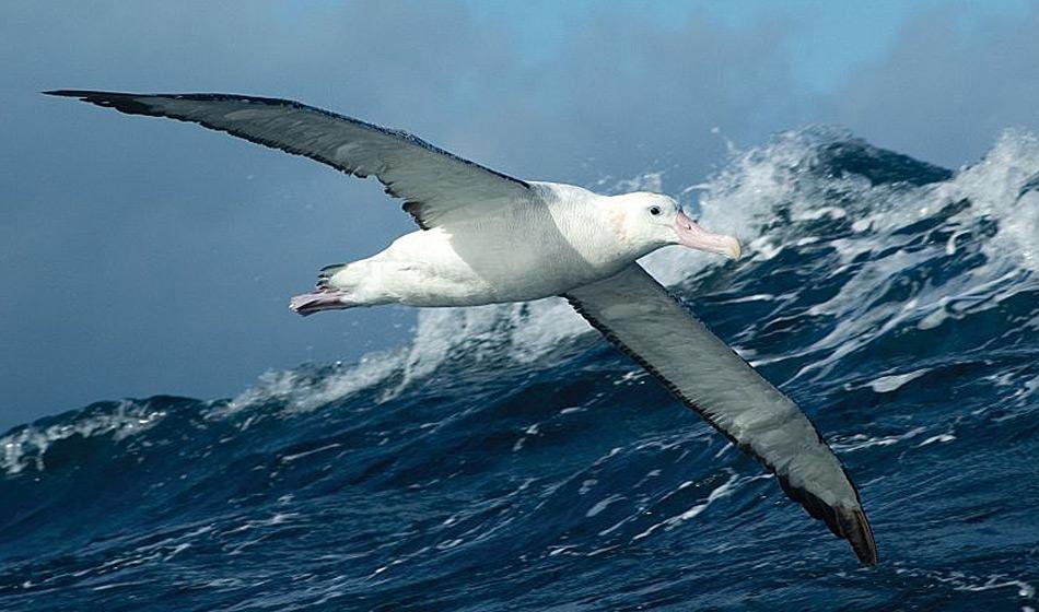 Wanderalbatrosse sind die grössten Seevögel der Welt mit einer Spannweite von fast 3.5 Meter. Auf ihrer Nahrungssuche legen sie bis zu 1‘000 Kilometer zurück. Foto: Michael Wenger