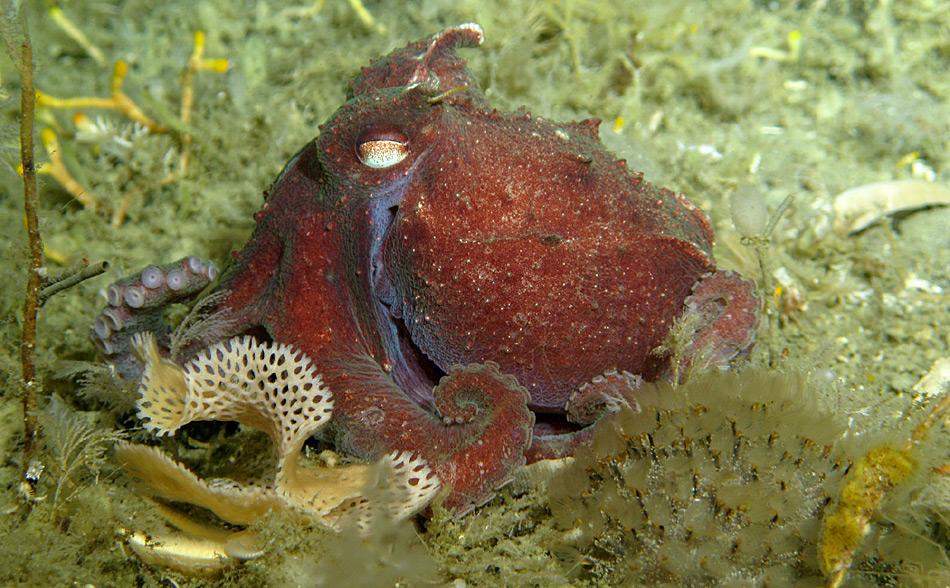 Das blaue Blutpigment der Kraken sorgt für eine bessere Sauerstoffversorgung der Gewebe bei Temperaturen unter 0 Grad Celsius.