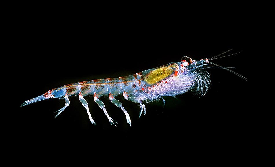 Antarktischer Krill (Euphausia superba) ist die wichtigste Nahrungsquelle im Südpolarmeer. Seine Reichhaltigkeit ist an verschiedene Faktoren gebunden und bestimmt die Hotspots im Südpolarmeer. Bild: Uwe Kils, Wikipedia