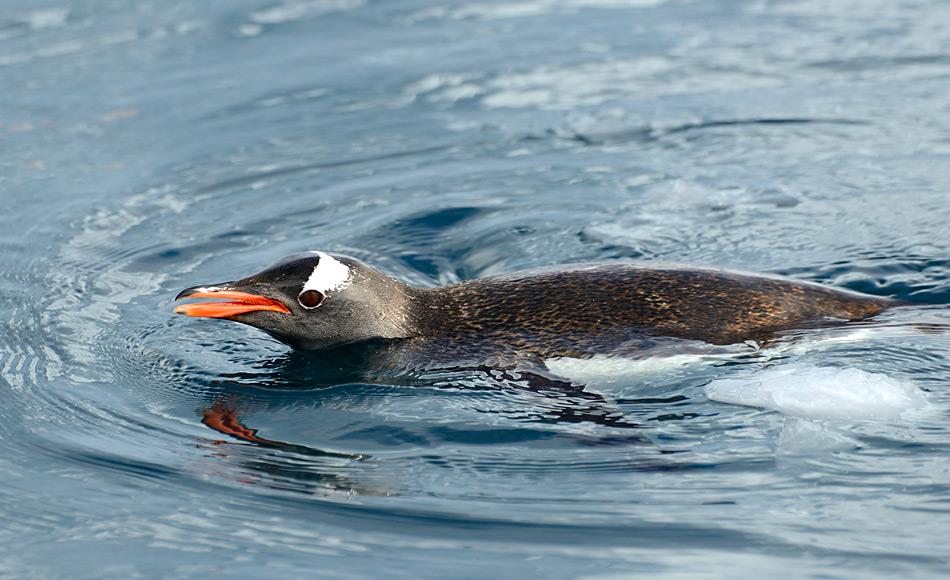 Die wasserabstossende Fähigkeit von Pinguinfedern hilft den Tieren, trocken zu bleiben. Bis anhin wurde dies dem Öl der Bürzeldrüse zugeschrieben. Doch die Studie von Alizadehbirjandi et al. Hat ein detaillierteres Bild gezeigt. Bild: Michael Wenger