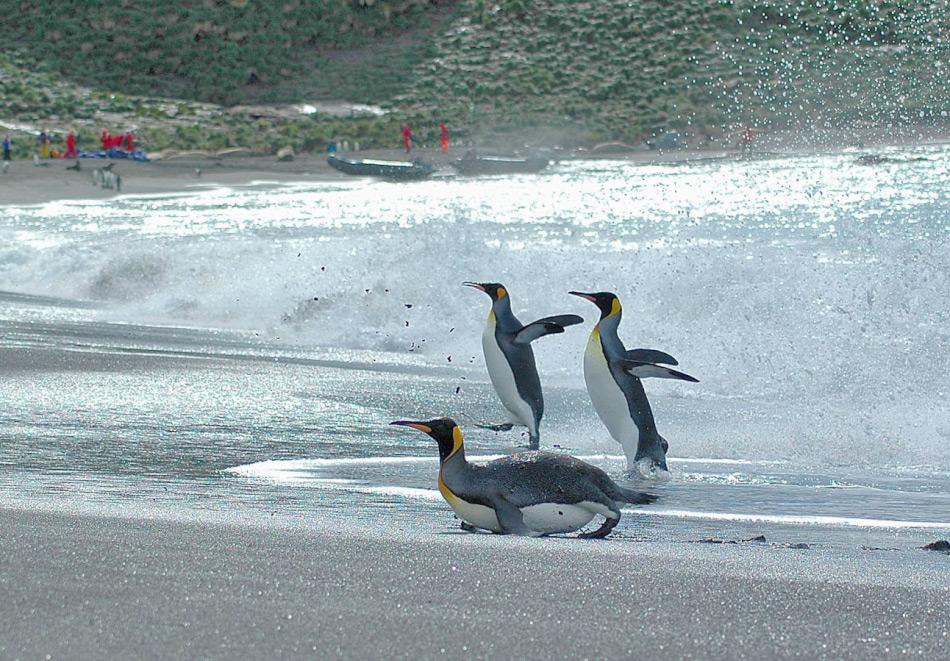 Pinguine verloren ihre Flugfähigkeit weil ihre Nahrungsquellen im Meer leichter zu erschliessen waren, wenn sie ans Wasser angepasst waren, d.h. schwerer und hydrodynamisch geformt. Ausserdem hat wohl die Absenz von Landräubern in ihrem Lebensraum seinen Teil mitbeigetragen. Ähnliches findet sich heute auf Südgeorgien bei den Königspinguinen. Bild: Michael Wenger