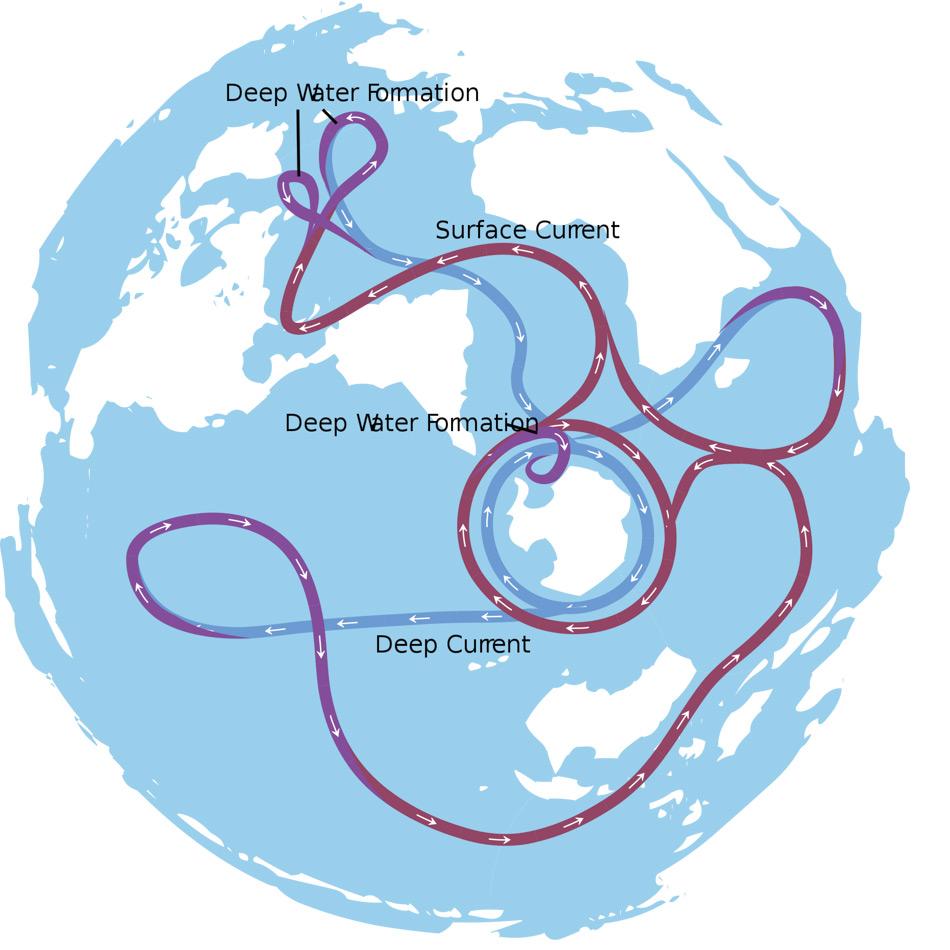 Die Karte zeigt die thermohaline Zirkulation, die auch als das grosse „Ozean Förderband“ bezeichnet wird. Verschiedene Meereströmungen sind verantwortlich für den grossräumigen Austausch von Wassermassen im Weltozean. Ein Durchlauf dauert ca. 2000 Jahre. Die Ozeane sind als eine einzige Wassermasse dargestellt. Blaue Pfade sind Tiefenwasserströmungen, während rote Pfade Oberflächenströmungen darstellen. Bild: Avsa, Wikipedia Commons