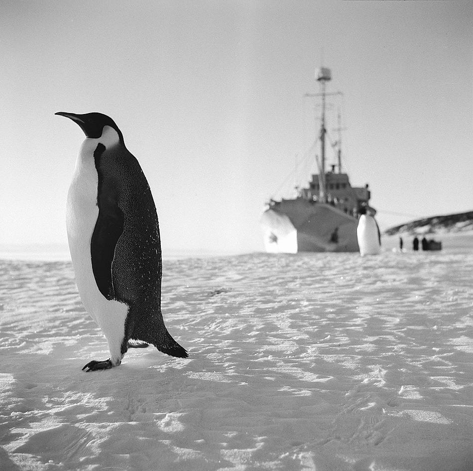 Neugierige Kaiserpinguine untersuchen die HMNZS Endeavour, die Baustoffe, Flugzeuge, Hunde und die meisten neuseeländischen Expeditionsmitglieder im Dezember 1956 in die Antarktis bringt. (Foto von John Claydon ©Antarctica New Zealand Pictorial Collection, 28418, 1956)