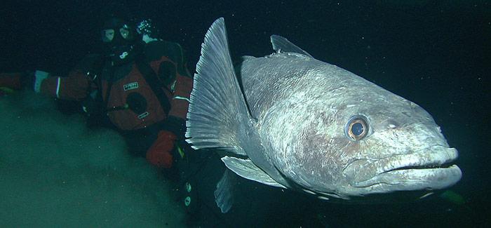 Der Fisch wird 1,75 Meter lang und erreicht ein Gewicht von 80 kg. Er wird in den letzten Jahren intensiv befischt und ist inzwischen durch Überfischung gefährdet.