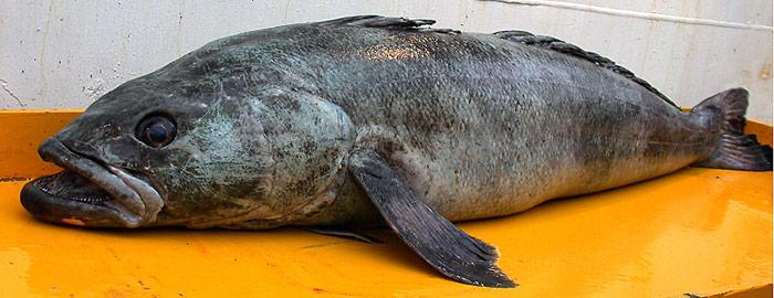 Der Riesen-Antarktisdorsch (Dissostichus mawsoni) wird auch Antarktischer Seehecht genannt und lebt in den Meeren rund um die Antarktis bis zur Nordgrenze des Südpolarmeers an der Antarktischen Konvergenz, in Tiefen von 0 bis 1600 Metern.