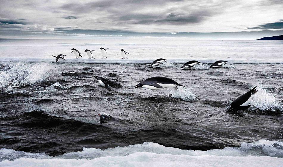 Adeliepinguine auf der Jagd in der Ross Sea.