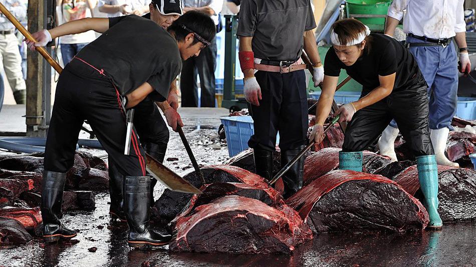 So endet die japanische Forschung – auf dem Markt. Da Japaner immer weniger Walfleisch essen, wird das Überangebot zu Hundefutter verarbeitet!