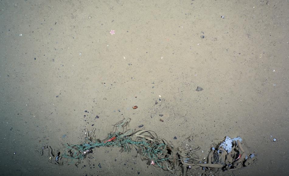 Neben Alltagsmüll finden sich auch andere gefährliche Stücke, wie dieses Stück Plastiknetz am HAUSGARTEN, dem Tiefsee-Observatorium des Alfred-Wegener-Instituts in der Framstraße. Diese Aufnahme stammt vom OFOS-Kamerasystem aus 2500 m Tiefe. (Foto: Melanie Bergmann, OFOS)