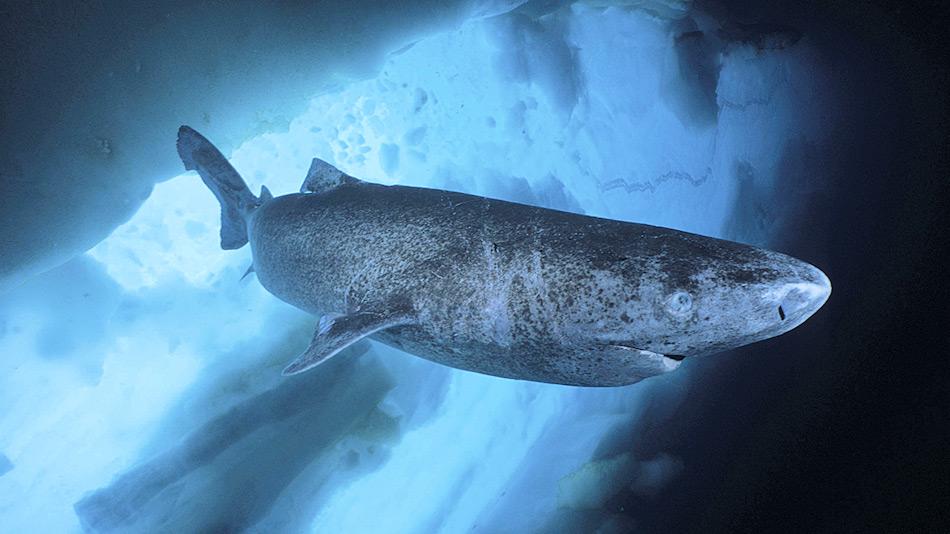 Grönlandhaie sind die einzigen echten Kaltwasserbewohner unter den Haien. Man weiss nur wenig über die Art. Nach neuesten Ergebnissen können die Tiere bis zu 400 Jahre alt werden. Bild: imago/coeans-image