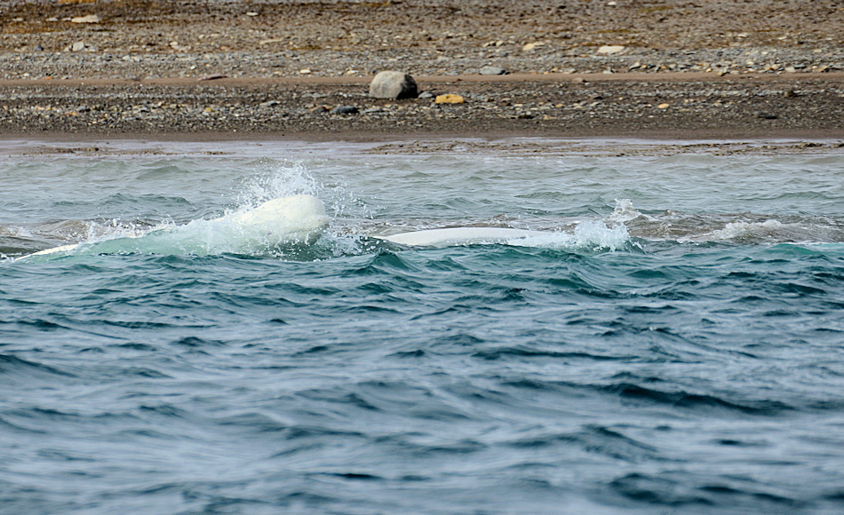 Belugas sind Zahnwale, die in grossen Gruppen vorkommen. Normalerweise findet man sie nahe der Packeisgrenze, doch im Herbst sammeln sie sich in Scharen entlang der kanadischen Küste zur Paarung. Bild: Michael Wenger