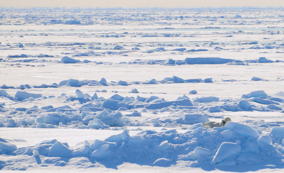 Die Fläche des arktischen Meereises ist in den vergangenen 10 Jahren immer kleiner geworden, trotz Erwärmungspause. Doch trotzdem haben viele Klimaskeptiker dieser Pause als Beweis für die Nichtexistenz des Klimawandels genommen. Bild: Michael Wenger