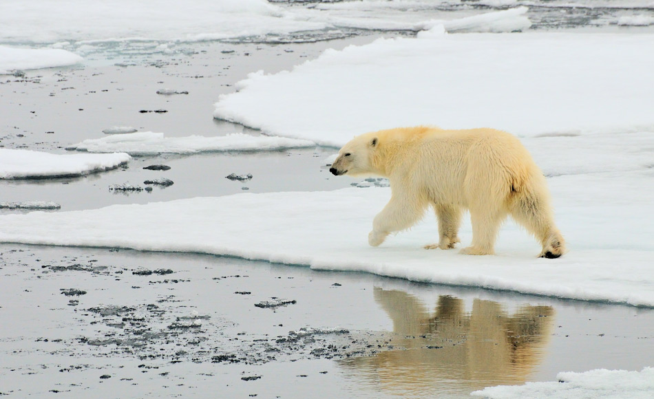 Während Pinguine die Ikonen der Antarktis sind, haben es Eisbären niemals soweit südlich geschafft. Sie sind die Könige der Arktis. Bild: Michael Wenger