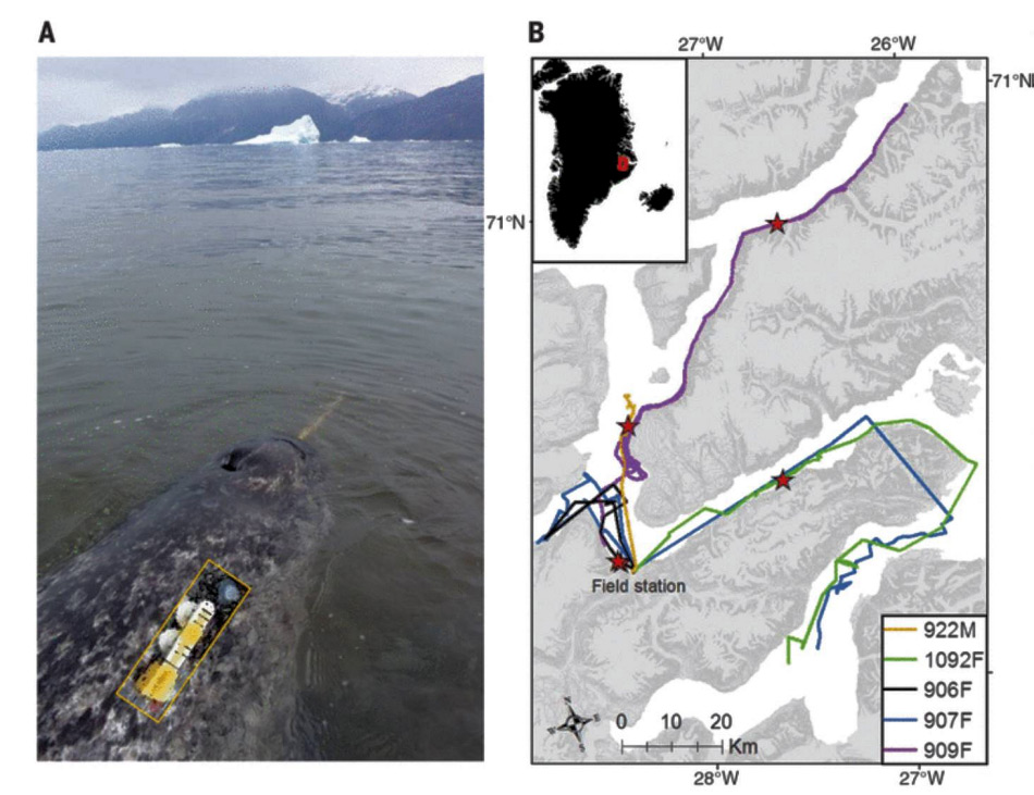 Die Forscher haben spezifische Geräte zur Messung von Herzschlag, Tiefe und anderen physikalischen und physiologischen Parametern benutzt. Die Geräte wurden mit Saugnäpfen an den Rücken der Tiere befestigt. Die Karte rechts zeigt das Studiengebiet in Ostgrönland.