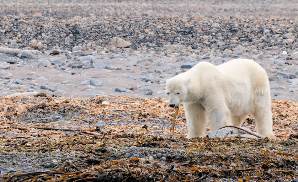 Eisbären sind in erster Linie Fleischfresser. Aber in schlechten Zeiten werden auch andere Nahrungsquellen wie beispielsweise Algen gesucht. Doch der Energiegewinn ist sehr klein. Bild: Michael Wenger