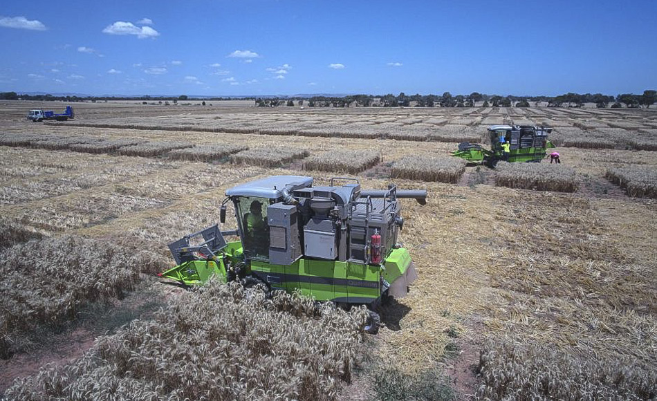 Pflanzenzüchter ernten die Pflanzen aus Samen der Grains Genbank in Versuchsparzellen mit kleinen Erntemaschinen. (Bild: Carl Saville)