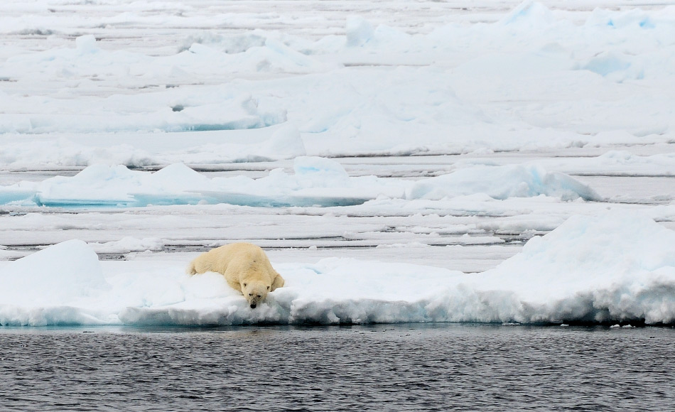 Der Arktische Ozean schafft es nicht aus den Medien hinaus mit seinem kontinuierlichen Verlust an Meereis. Gemäss einer neuen Studie hängt die Wahrscheinlichkeit eines eisfreien Sommers oder nicht gerade einmal von einem halbe Grad Celsius ab. Daher hängen Eisbären und andere Tiere vom guten Willen der politischen Führungen ab, die ihre Klimaziele erfüllen sollten. Bild: Michael Wenger