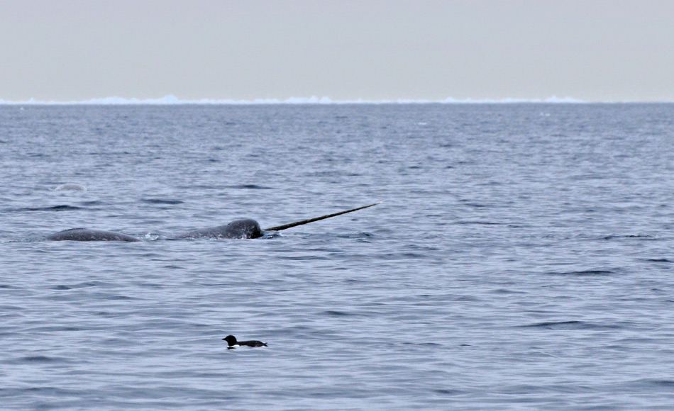 Narwale gehören zu den Zahnwalen und sind mit den Belugas verwandt. Wie diese, leben sie in Verbänden, die mit verschiedenen Geräuschen kommunizieren. Der markante Stosszahn ist vor allem bei den Bullen ausgebildet. Bild: Michael Wenger