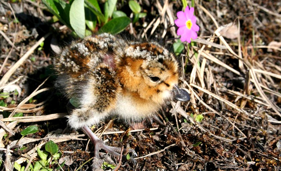 Kleine Watvögel wie die Löffelstrandläufer spielen eine wichtige ökologische Rolle in den arktischen Regionen. Ihr Verschwinden würde das feine Gleichgewicht, in dem sich die Arktis befindet, massiv stören. Bild: Pavel Tomkovich