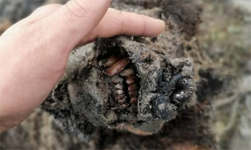 Die gut erhaltenen Zähne und Nase des Tieres sind klar erkennbar. (Bild: NEFU)
