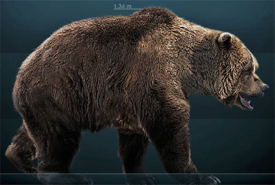 Noch massiver als ein Grizzlybär: so ähnlich sah ein Höhlenbär aus. Seine Kopf-Rumpf-Länge betrug bis zu 3,5m, seine Schulterhöhe zirka 1,70m. (Bild: Sergio Dlarosa / Wikicommons CC BY-SA 3.0)
