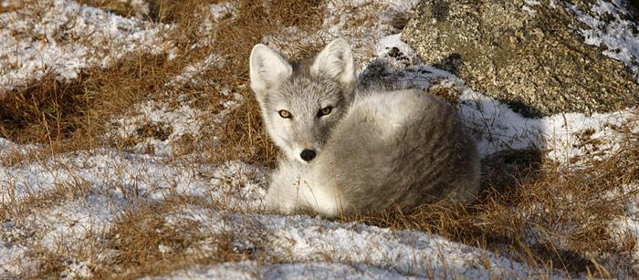 Polarfuchs