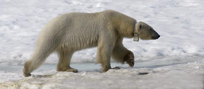 Eisbär mit Sender