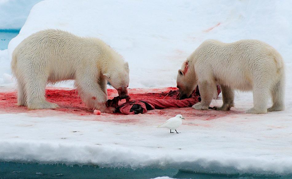 Elfenbeinmöwen fressen häufig von den Überresten, die Eisbären hinterlassen. Durch diese  Ernährungsstrategie scheinen die Tiere durch steigende Quecksilbermengen bedroht zu sein.