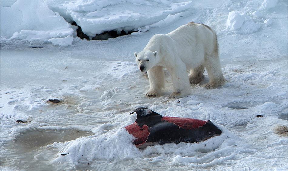 Der Eisbär, der von Aars und seinen Kollegen angetroffen wurde, war ein altes Männchen und klar unterernährt, wie man den sichtbaren Rippen erkennen kann. Der Delfinkadaver war  noch beinahe intakt, nur die wertvolle Speckschicht fehlte.