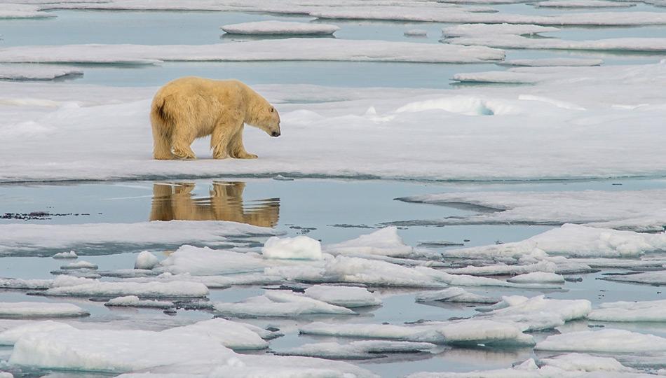 Eisbär im Packeis nörd-östlich von Spitzbergen. Foto: Katja Riedel