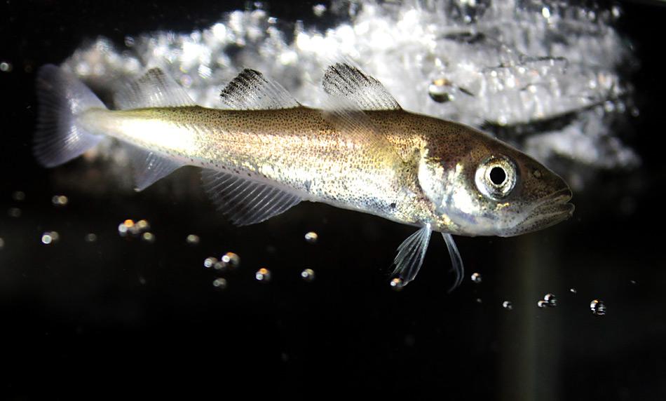 Der Polardorsch Boreogadus saida in der Arktis. Foto: Hauke Flores, Alfred-Wegener-Institut