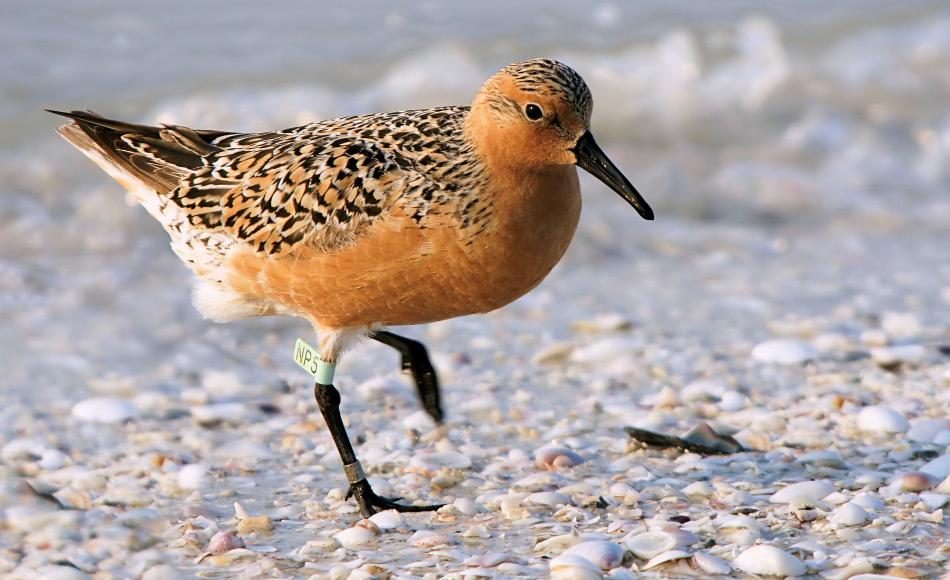 Knuttstrandläufer sind kleinere Schnepfenvögel, die normalerweise in den nördlichen Breitengraden brüten und die Winter mehre tausend Kilometer weit im Süden verbringen. Sie weisen ein hohes Mass an Plastizität auf, um diese Rekorddistanzen zurücklegen zu können.