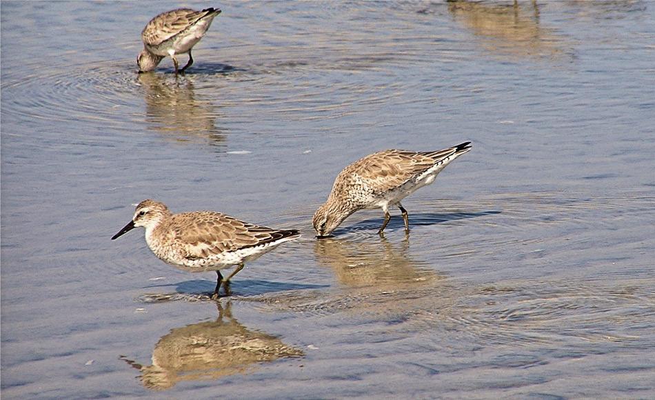 Die Vögel ernähren sich hauptsächlich von Weichtieren und Muscheln, die sie mit ihren langen Schnäbeln im Sand erwischen. Kleinere Vögel haben kürzere Schnäbel und müssen daher auf andere Nahrung ausweichen, die weniger Energie liefert. Dies beeinflusst die Überlebenschance auf negative Weise.