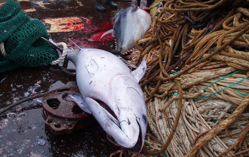 Die Ankunft der Makrelen rund um Grönland eröffnet den lokalen Fischern neue Möglichkeiten, denn im Zug der Makrelen sind auch andere Arten nach Grönland gezogen, wie beispielsweise die Blauflossenthunfische.