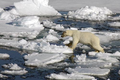 Spitzbergen-Eisbaeren