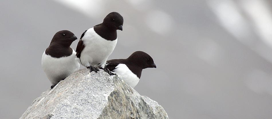 Krabbentaucher fangen ihre Nahrung unter Wasser. Vorzugsweise fressen sie Zooplankton in einer Grösse von 3 bis 30 Millimeter. Während der Tauchgänge legen sie unter Wasser Strecken bis zu 25 Meter zurück.