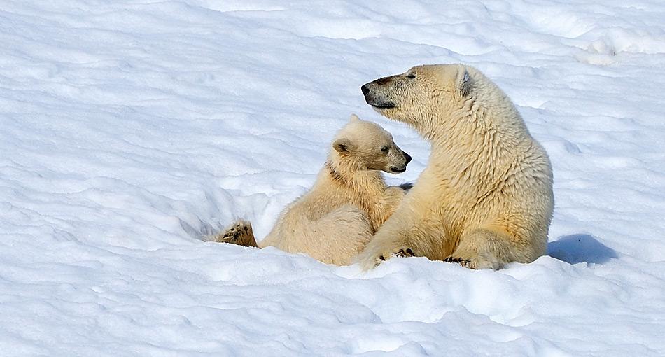 Eisbärenweibchen legen eine Winterruhe ein, um ihre Jungen zu gebären und gross zu ziehen.