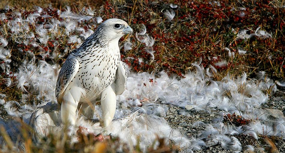 Der Gerfalke ist die weltweit grösste Falkenart. Er ist zirkumpolar in den arktischen Regionen Eurasiens und Nordamerikas sowie Grönlands vertreten und besiedelt dort die Tundra.