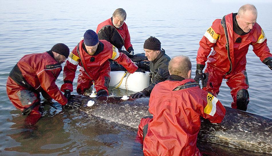 Das Forschungsteam unter Dr. Martin Nweeia befestigt Elektroden auf dem Rücken eines Narwals und überwacht die Herzfrequenz des Tieres. Foto: Gretchen Freund