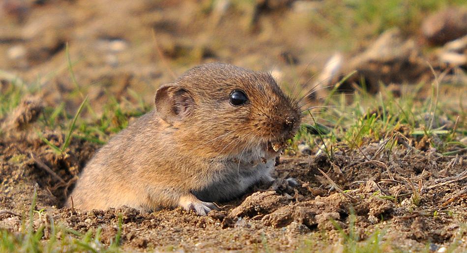 Die Osteuropäische Feldmaus hat sich in den letzten Jahrzehnten an die Verhältnisse auf Spitzbergen gut angepasst.